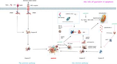 A detailed overview of quercetin: implications for cell death and liver fibrosis mechanisms